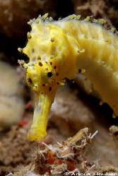 Thorny seahorse, Hippocampus histrix. Picture taken at th... by Anouk Houben 